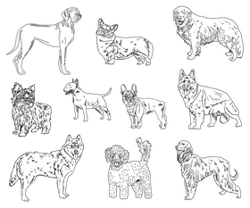 Dog Breeds black and white vector