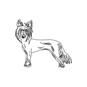 Chinese Crested Dog black and white clipart