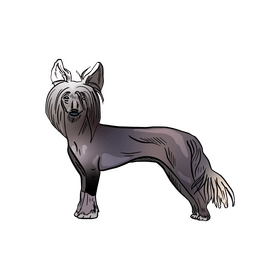 Chinese Crested Dog clipart