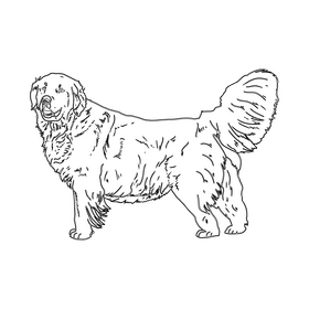 Golden Retriever black and white clipart