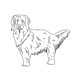 Golden Retriever black and white clipart