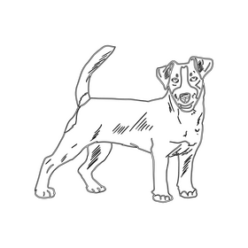 Jack Russell Terrier black and white clipart