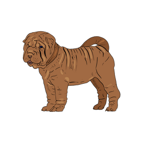 Shar Pei Puppy clipart