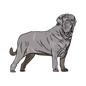 Neapolitan Mastiff clipart