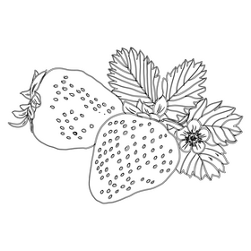 Strawberry black and white clipart