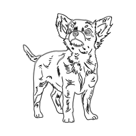 Chihuahua black and white clipart