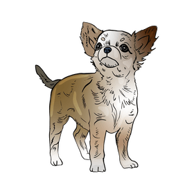 Chihuahua clipart