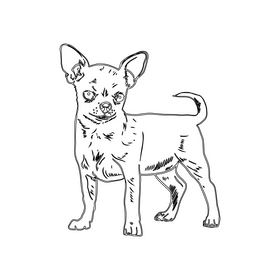 Chihuahua black and white clipart