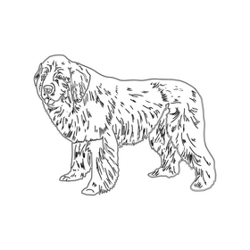 Newfoundland Dog black and white clipart