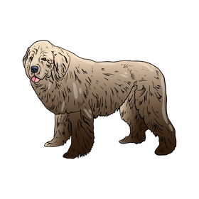 Newfoundland Dog clipart