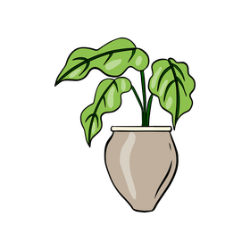 Fiddle Leaf Fig clipart
