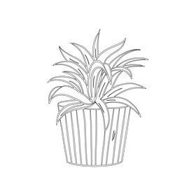 Spider Plant black and white clipart free download