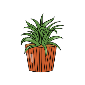 Spider Plant clipart