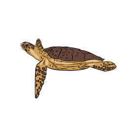 Sea Turtle clipart