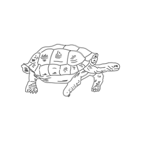 Turtle black and white clipart