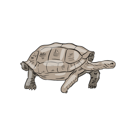 Western Painted Turtle Clipart Free Download