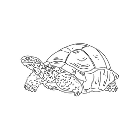 Turtle black and white clipart free download