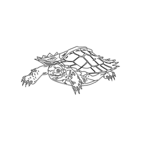 Turtle black and white clipart