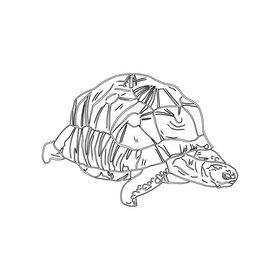 Turtle black and white clipart