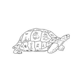 African Sideneck Turtle black and white clipart