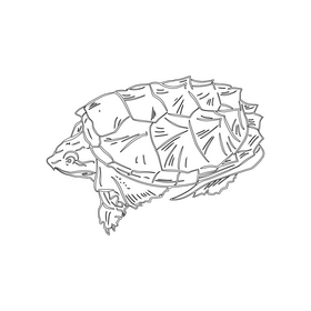 Turtle black and white clipart