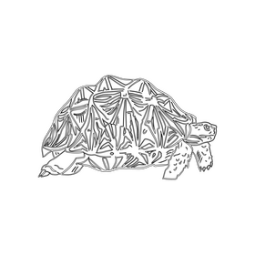 Eastern Box Turtle black and white clipart