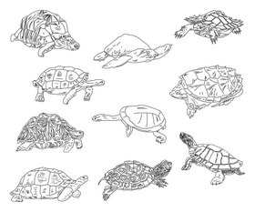 Set of Turtles black and white vector