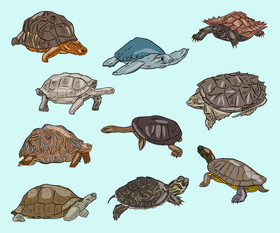 Set of Turtles vector