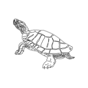 Wood Turtle black and white clipart