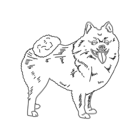 Pomeranian black and white clipart