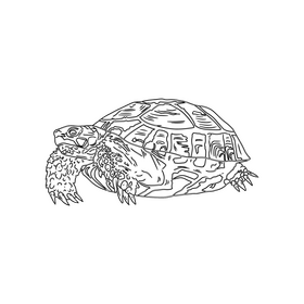 Western Painted Turtle black and white clipart
