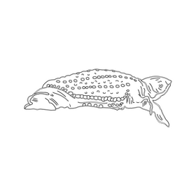 Turtle black and white clipart