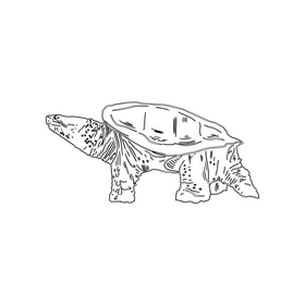 Turtle black and white clipart