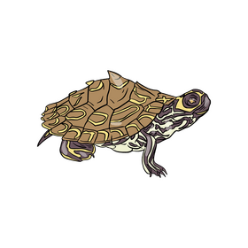 Turtle clipart