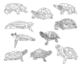Set of Turtles black and white vector