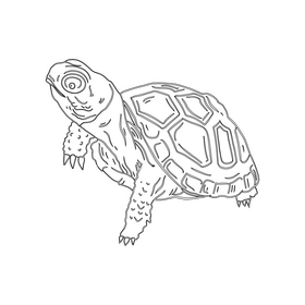 Turtle black and white clipart