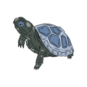 Turtle Clipart Free Download