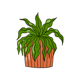 Spider Plant clipart
