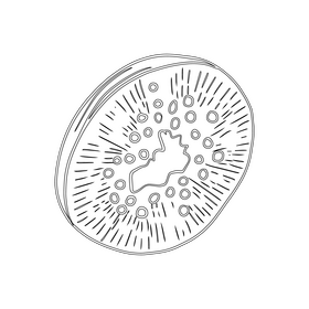 Dried kiwi black and white clipart