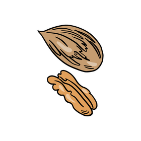 Pecan nuts clipart