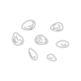 Pine nuts black and white clipart