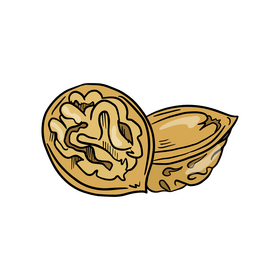 Walnut clipart