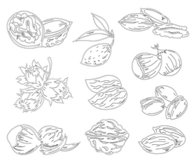 Nuts black and white vector
