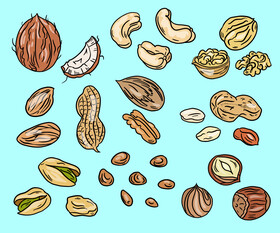 Nuts vector