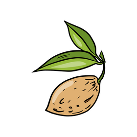 Nuts clipart