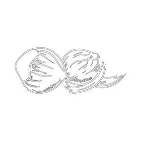 Hazelnut black and white clipart