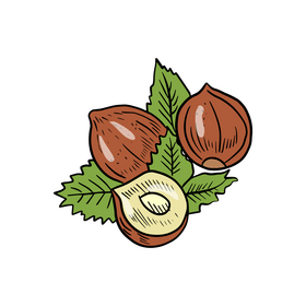 Hazelnut clipart