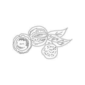 Macadamia nuts black and white clipart