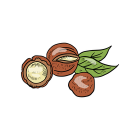 Macadamia nuts clipart