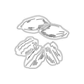 Pecan nuts black and white clipart